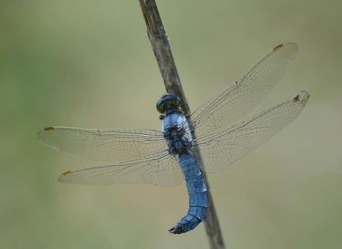 Orthetrum brunneum