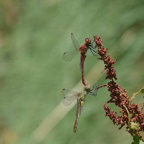 Sympetrum sanguineum