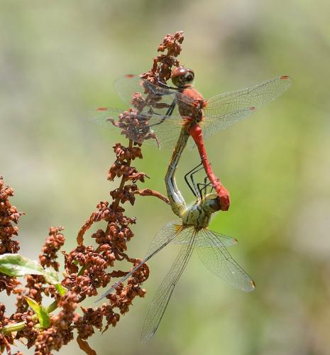 Réf. 144 880 : Sympetrum sanguineum