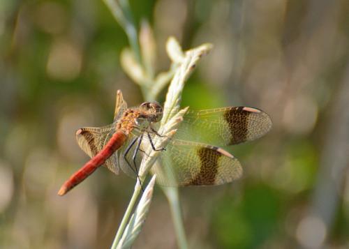 Réf. 144 759 : Sympetrum pedemontanum