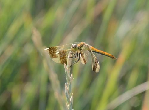 Réf. 144 760 : Sympetrum pedemontanum