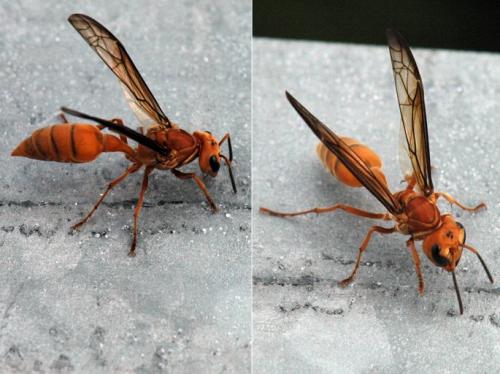 Synoeca virginea