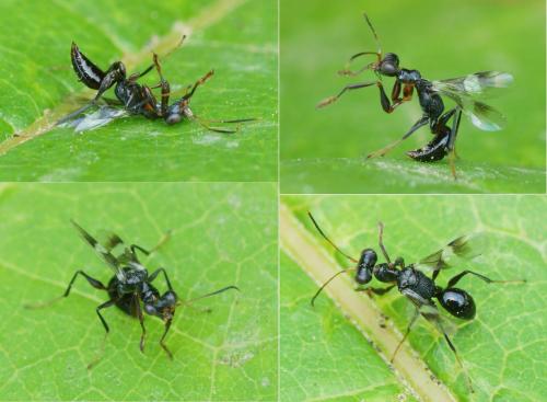 Neodryinus typhlocybae