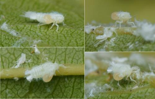 Neodryinus typhlocybae