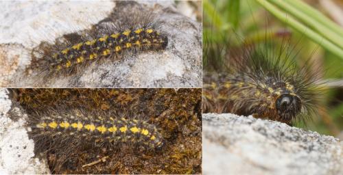 Réf. 144 710 : Setina flavicans