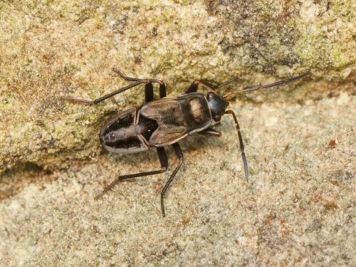 Rhyparochromus phoeniceus
