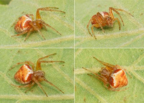 Réf. 144 081 : Araneus triguttatus
