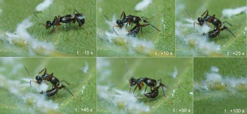 Neodryinus typhlocybae