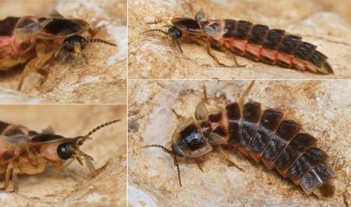 Lampyris raymondi