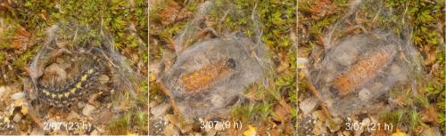 Setina flavicans
