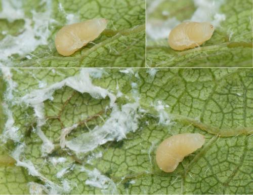 Réf. 144 970 : Neodryinus typhlocybae