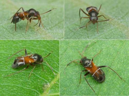 Pilophorus sp.