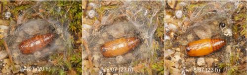 Réf. 144 714 : Setina flavicans