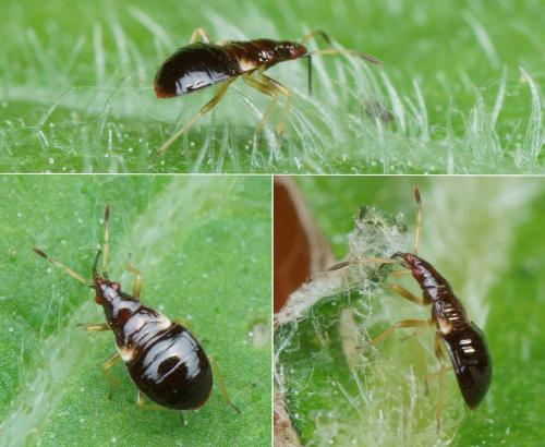 Anthocoris sp.