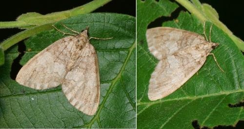 Réf. 144 362 : Hydriomena impluviata