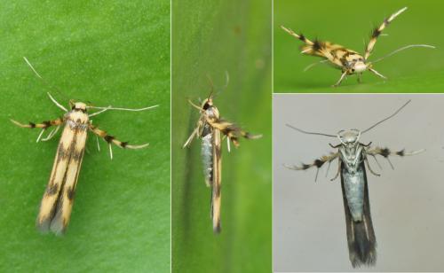 Stathmopoda pedella