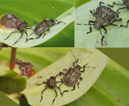 Halyomorpha halys