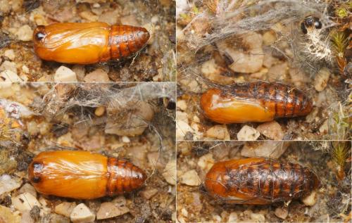 Réf. 144 715 : Setina flavicans