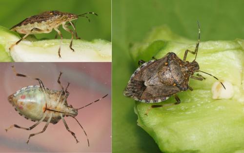 Halyomorpha halys