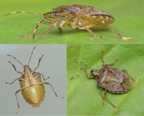 Halyomorpha halys