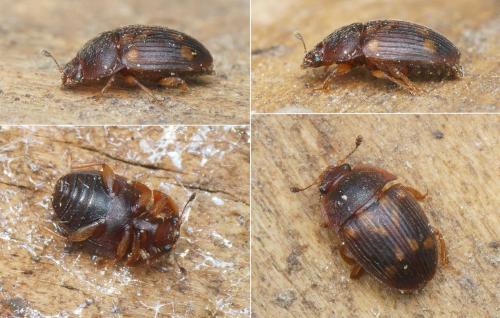 Stelidota geminata