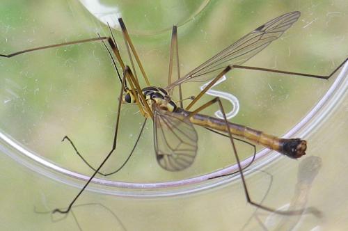 Nephrotoma cornicina