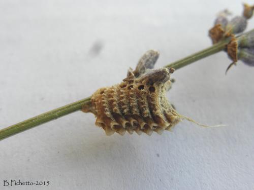 Réf. 144 937 : Empusa pennata