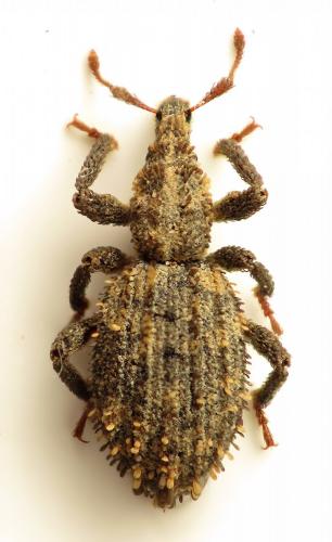 Dichotrachelus maculosus
