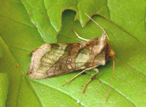 Réf. 144 886 : Diachrysia chrysitis