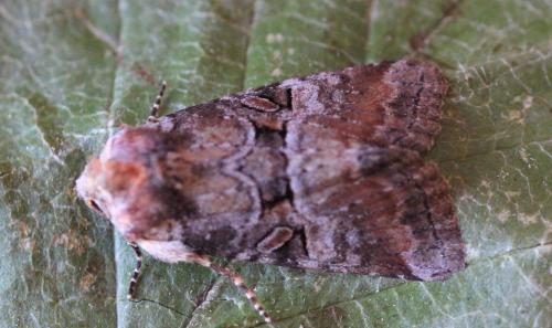 Litoligia literosa