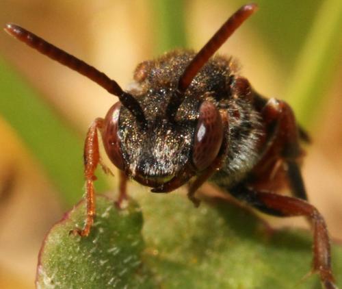 Nomada sp.