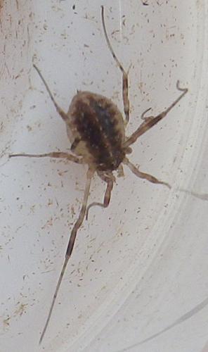 Réf. 144 863 : Opilio saxatilis