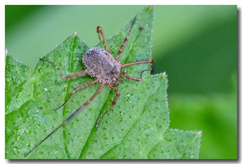 Odiellus spinosus