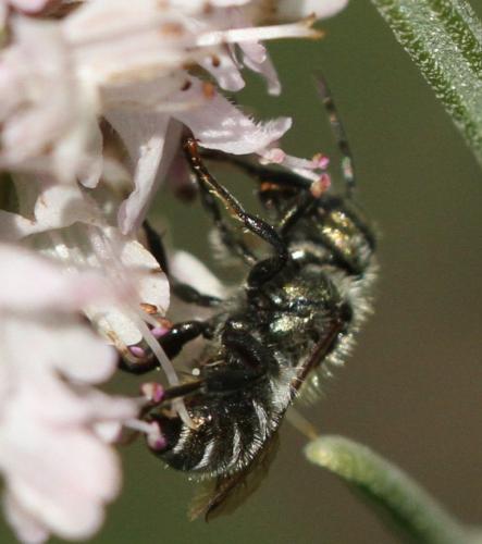 Osmia sp.
