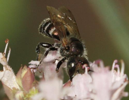 Réf. 144 193 : Osmia sp.