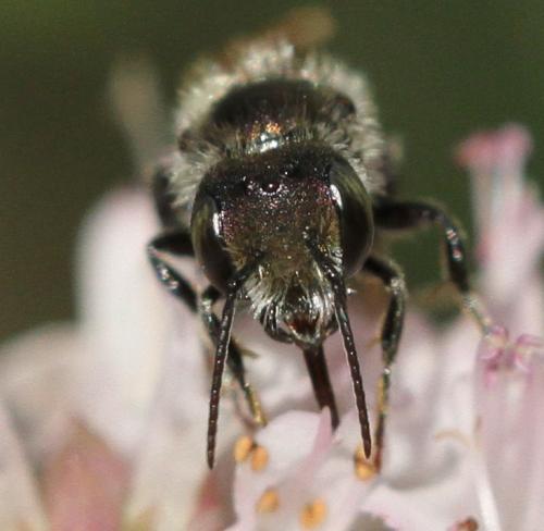 Osmia sp.