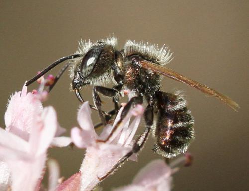Réf. 144 183 : Osmia sp.