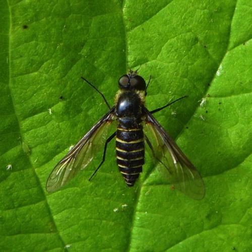 Réf. 144 315 : Lomatia sp.