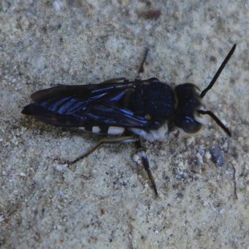 Réf. 144 316 : Coelioxys sp.