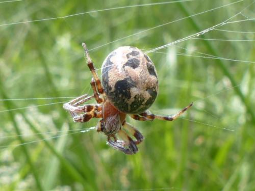 Réf. 144 773 : Larinioides cornutus