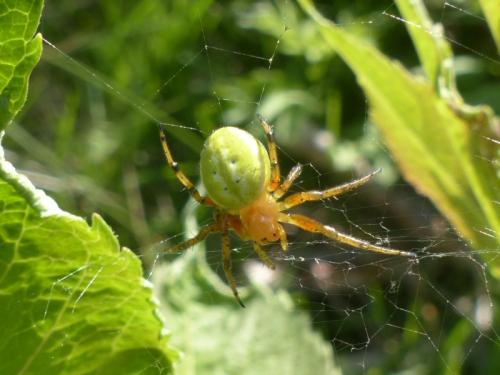 Araniella alpica