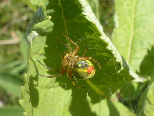 Araniella alpica