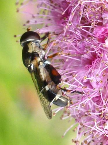 Syritta pipiens