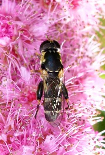 Syritta pipiens