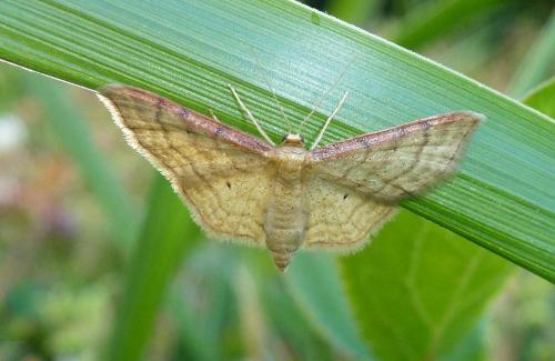 Idaea humiliata