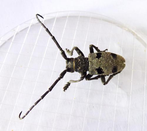 Morimus asper funereus
