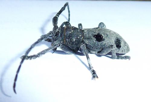 Morimus asper funereus