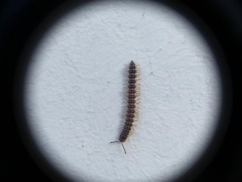 Oxidus gracilis
