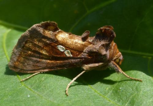 Réf. 144 369 : Chrysodeixis chalcites