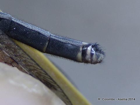 Réf. 144 811 : Myrmeleon bore